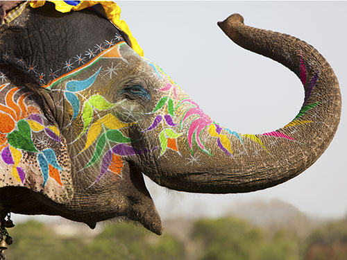 Click here for India study abroad information