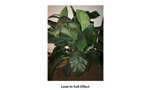 Greenhouse for L.I.F.E.
