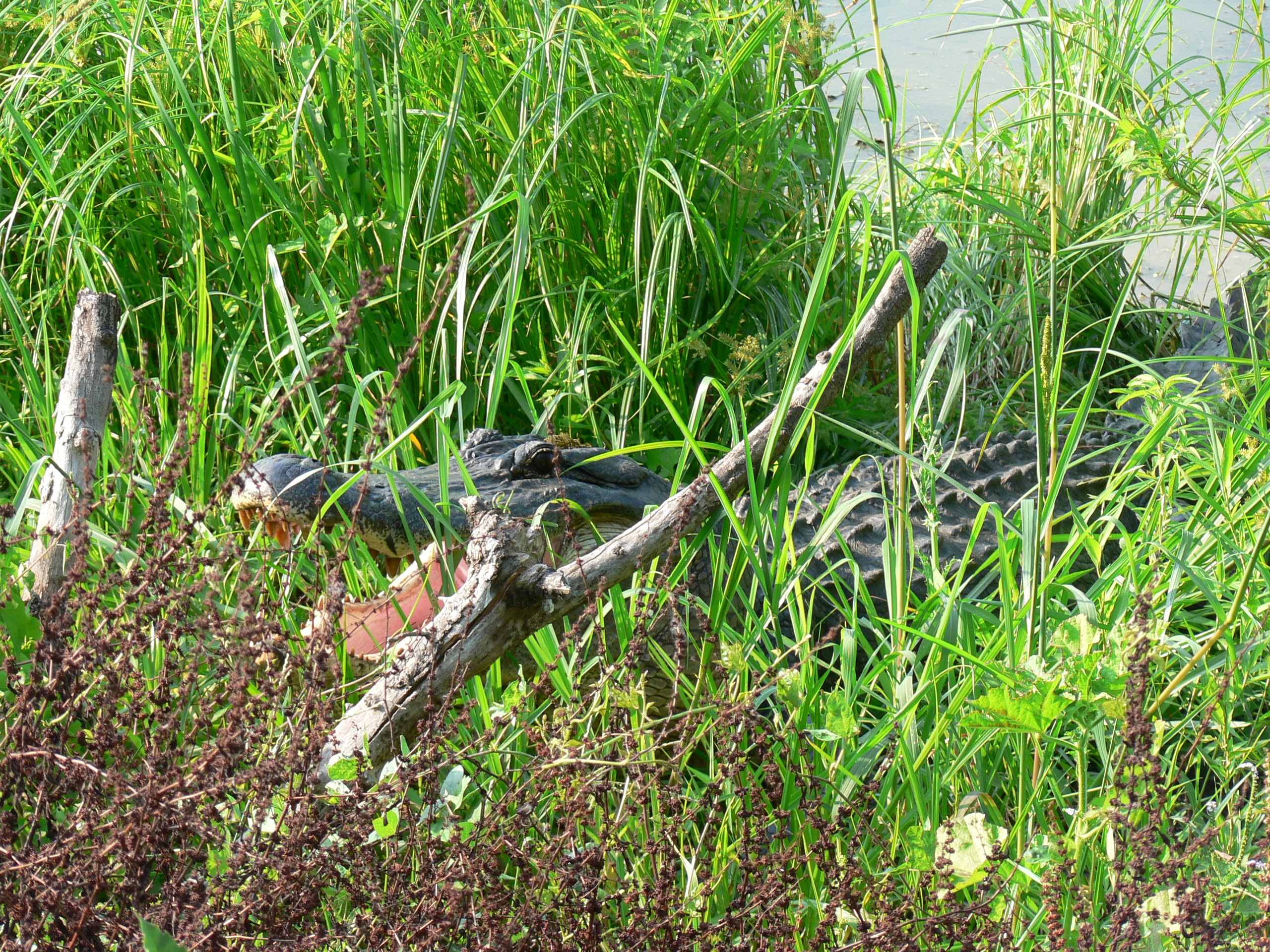 Picture of
a 2006 June UH outing